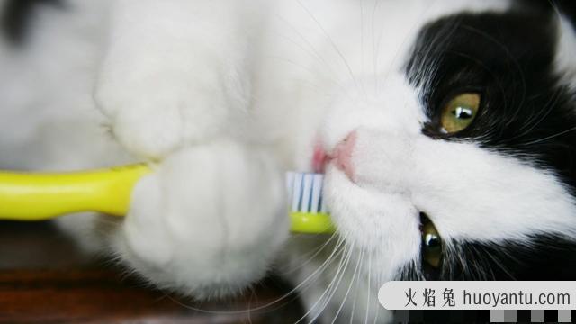 猫几个月换牙(猫几个月换牙期)