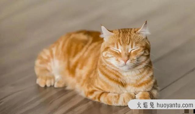 猫咪摔了怎么看有没有问题(如何判断猫摔的严重程度)