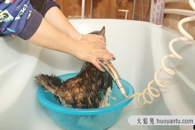 怎样给猫咪洗澡(给猫咪洗澡的正确方法)