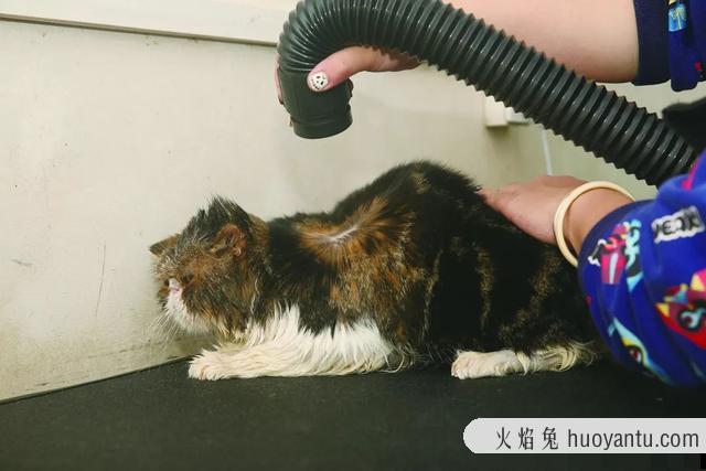 怎样给猫咪洗澡(给猫咪洗澡的正确方法)