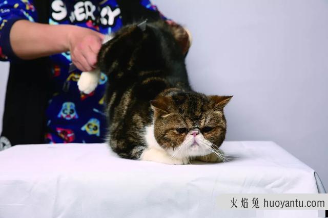 怎样给猫咪洗澡(给猫咪洗澡的正确方法)