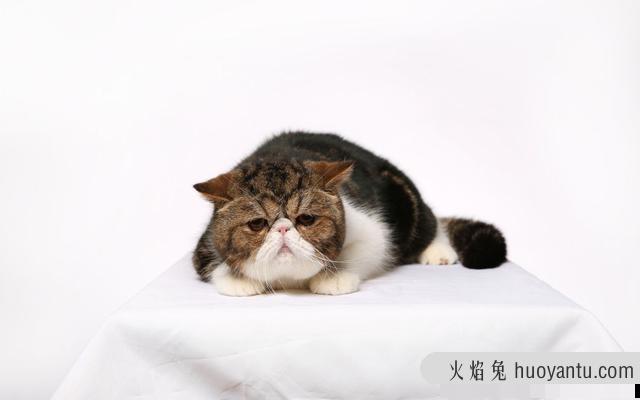 怎样给猫咪洗澡(给猫咪洗澡的正确方法)