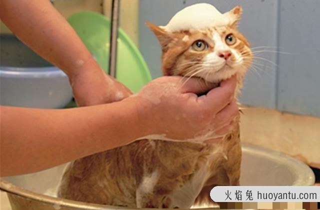 猫多久洗一次澡比较好(长毛猫多久洗一次澡比较好)