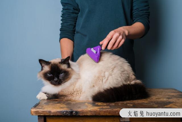 猫多久洗一次澡比较好(长毛猫多久洗一次澡比较好)