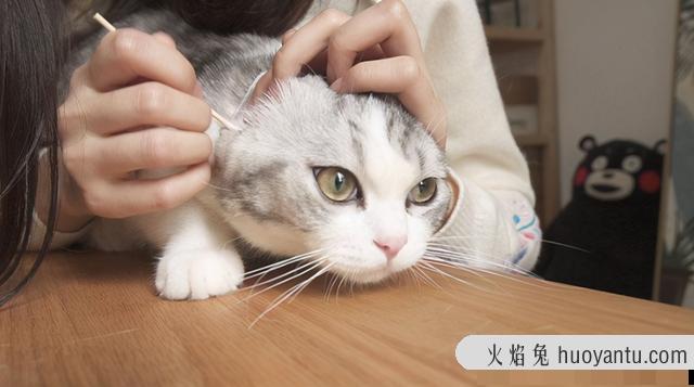 猫多久洗一次澡比较好(长毛猫多久洗一次澡比较好)