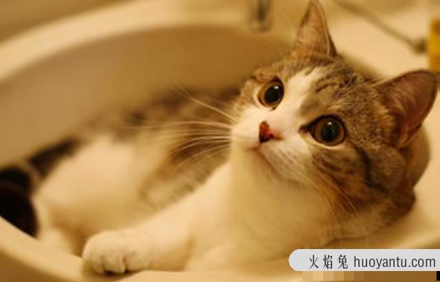 猫多久洗一次澡比较好(长毛猫多久洗一次澡比较好)