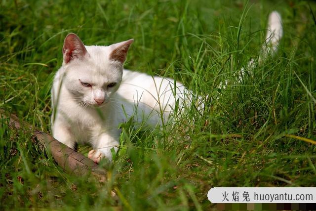 白色中华田园猫(白色中华田园猫多少钱一只)