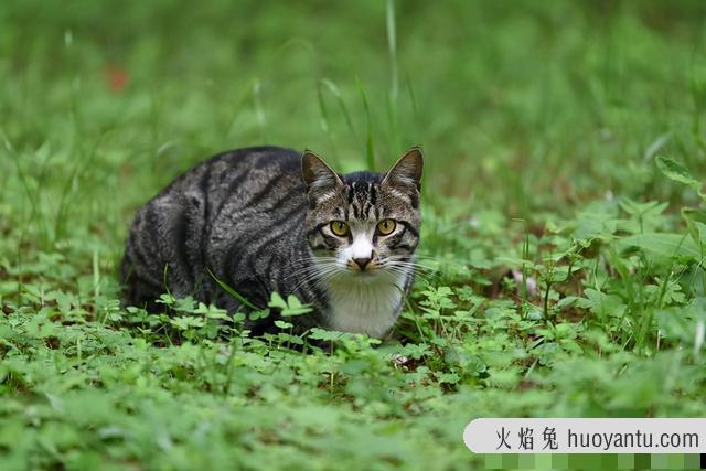 白色中华田园猫(白色中华田园猫多少钱一只)