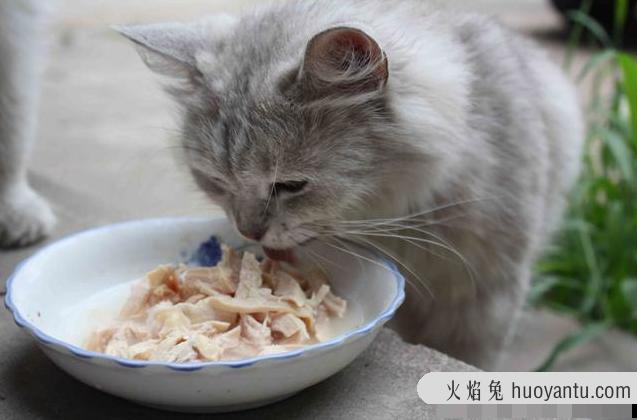 猫放屁很臭是什么原因(猫放屁正常吗)