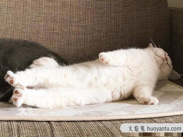 猫睡姿看性格图解(猫咪睡姿看性格)