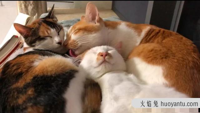 猫癣可以自愈吗(猫咪得了猫癣可以自愈吗)