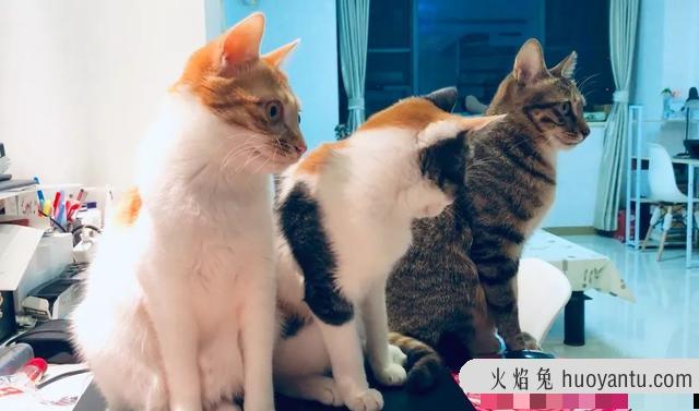 猫三联是每年打一次吗(猫三联要一年打一次吗)