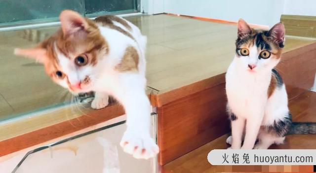 猫三联是每年打一次吗(猫三联要一年打一次吗)