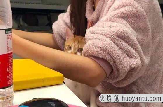 猫三联是每年打一次吗(猫三联要一年打一次吗)