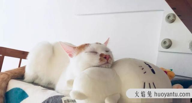 猫三联是每年打一次吗(猫三联要一年打一次吗)