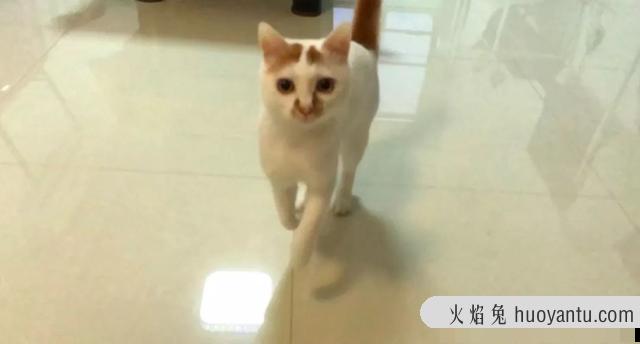 猫三联是每年打一次吗(猫三联要一年打一次吗)