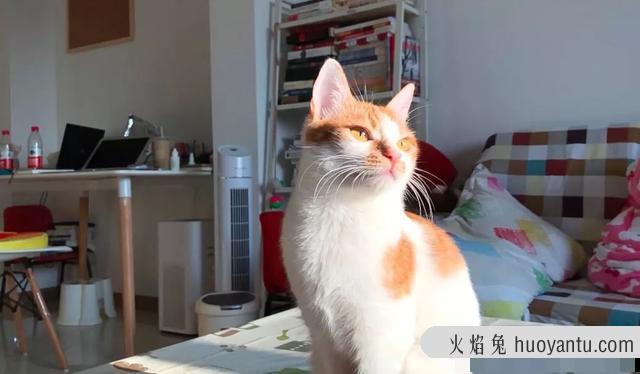 猫三联是每年打一次吗(猫三联要一年打一次吗)