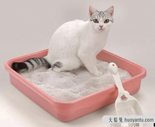 怎么教猫咪用猫砂(怎么教猫咪用猫砂上厕所)