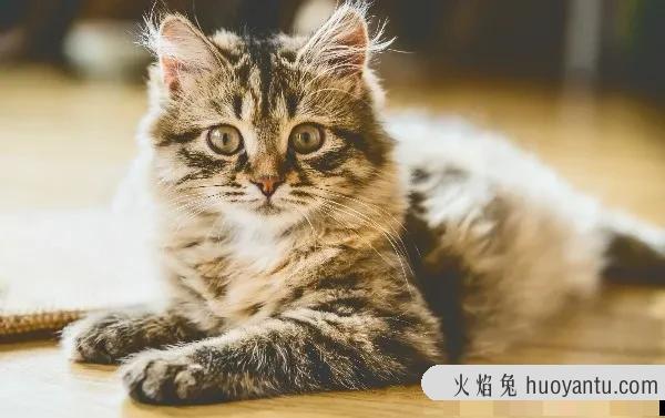 怎么教猫咪用猫砂(怎么教猫咪用猫砂上厕所)