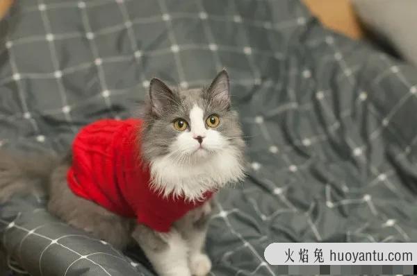 怎么教猫咪用猫砂(怎么教猫咪用猫砂上厕所)