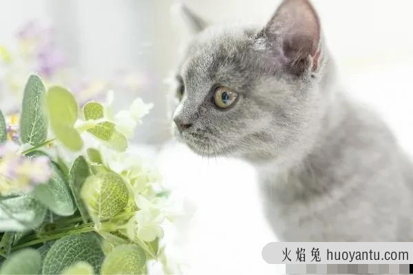 怎么教猫咪用猫砂(怎么教猫咪用猫砂上厕所)