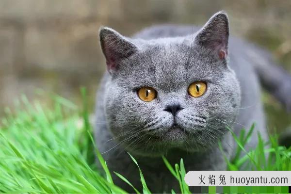 怎么教猫咪用猫砂(怎么教猫咪用猫砂上厕所)