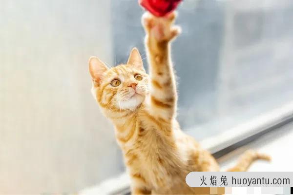 怎么教猫咪用猫砂(怎么教猫咪用猫砂上厕所)