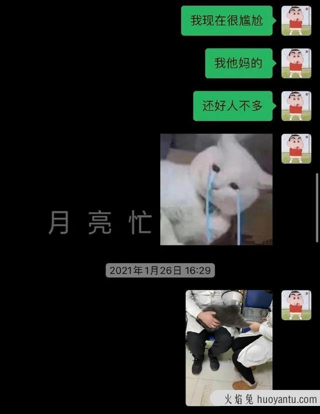 猫怀孕肚子变化图(猫咪怀孕后肚子变化过程图)