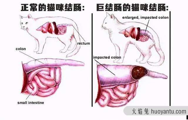 猫怀孕肚子变化图(猫咪怀孕后肚子变化过程图)