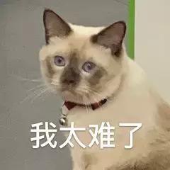 猫怀孕肚子变化图(猫咪怀孕后肚子变化过程图)