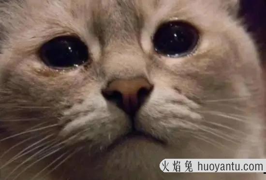 猫咪换主人会难过吗(猫咪换了新主人会难过吗)