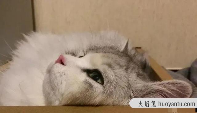 猫咪换主人会难过吗(猫咪换了新主人会难过吗)