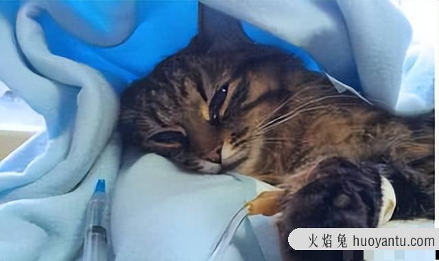 猫绝育后多久可以洗澡(公猫绝育后多久可以洗澡)