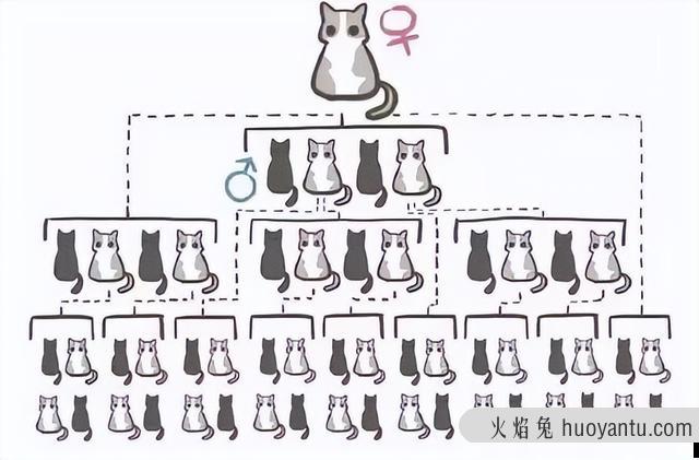 猫绝育后多久可以洗澡(公猫绝育后多久可以洗澡)