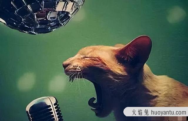 猫绝育后多久可以洗澡(公猫绝育后多久可以洗澡)