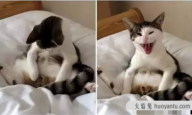 猫绝育后多久可以洗澡(公猫绝育后多久可以洗澡)