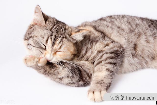 猫咪流口水粘稠透明能自愈吗(猫咪流口水粘稠透明吃什么药)