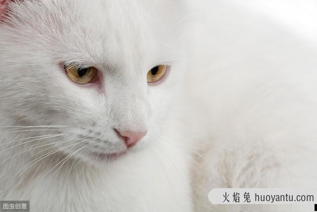 猫突然大喘气像哮喘(猫突然大喘气像哮喘怎么办)