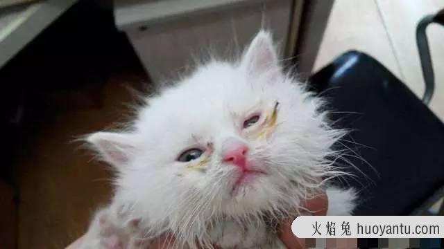 猫眼屎多怎么办(小奶猫眼屎多怎么办)