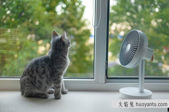 猫咪夏天怕热吗(宠物猫夏天怕热吗)