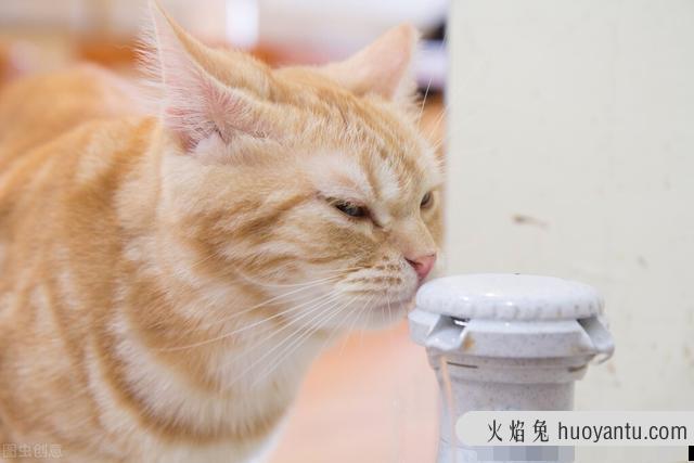 猫咪夏天怕热吗(宠物猫夏天怕热吗)