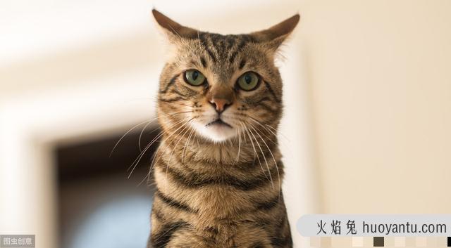 猫咪口炎的症状和处理方法(猫咪口炎初期症状)