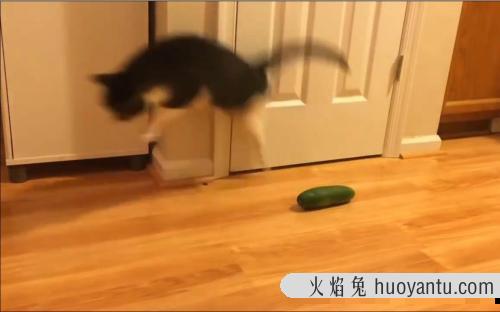 猫咪为什么怕黄瓜(猫咪到底怕不怕黄瓜)