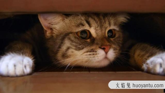 猫咪打呼噜是怎么回事(猫咪打呼噜代表什么)