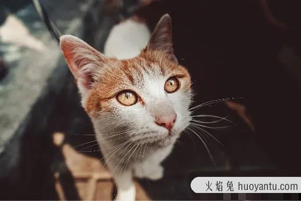 小猫呕吐是什么原因(小猫呕吐是什么原因引起)