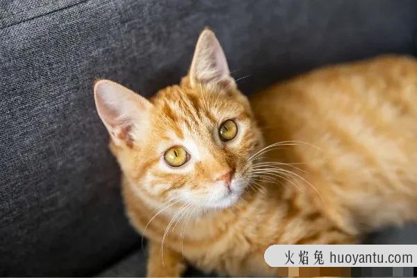 小猫呕吐是什么原因(小猫呕吐是什么原因引起)