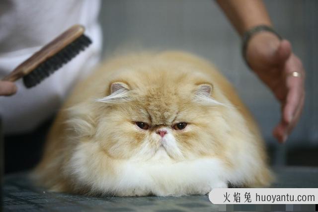 俄罗斯短毛猫品种(俄罗斯短毛猫图片)