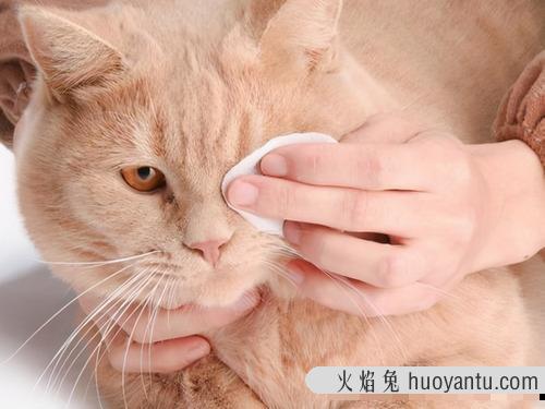 去除猫泪痕妙招(猫去泪痕的方法)