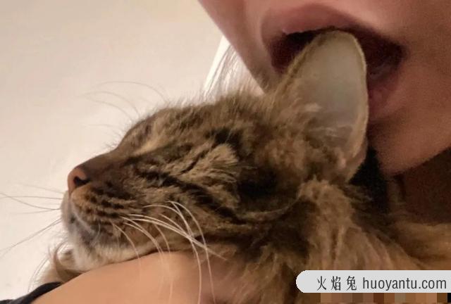 猫耳朵热(猫耳朵热是不是发烧了)