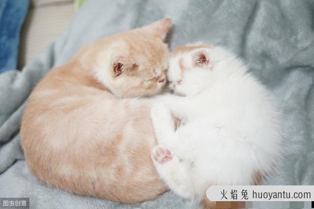 猫睡觉打呼噜是病吗(猫睡觉打呼噜正常吗)